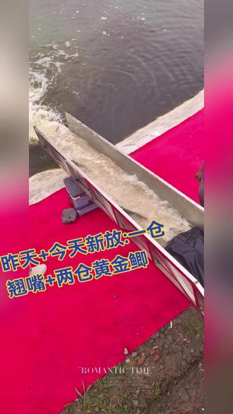 🎣钓场最新收费标准与规则(6月14日)
———————————
🐟【2号混养塘】
●福利🧧收费:160豆 / 6小时(6.00开门-6.30准时开钓)
●👉 昨天+今天新放:一仓翘嘴+两仓黄金鲫🐟。
●限杆:6.3米
●饵料要求:🈲使用所有虫饵和螺丝,可使用蚯蚓和虾滑(具体规则看群公告)。
●特别提醒:花白鲢鲈鱼甲鱼为工作鱼,用来净化水质和吃小鱼🐟,
如钓到请原地放回奖励可乐🥤一瓶,感谢配合!🙏
———————————
🐠【1号鲤鱼塘】
●福利收费:120豆 / 6小时(保底20斤)
●70豆/3小时(无保底)
⚠️ 规则与注意事项:
●限杆:5.4米,无安全区。
●饵料要求:仅限素饵,🈲使用秒粘豆和秒粘颗粒。
●鲤鱼强回,请爱护资源💖
●翘嘴🐟吃小鱼的,如钓到请原地放回奖励可乐🥤一瓶,不可带走哦~
———————————
🎯【3号练杆塘】
●收费标准:30豆 / 全天畅钓!亲子和情侣票价55豆 / 全天畅钓!50豆/天提供装备饵料。
●鱼杆建议:3.6-4.5米
●规则要求:🈲用倒刺钩
●禁入护,不能带鱼,请注意!📢(如需带鱼请和塘主沟通)
———————————
⏰【营业时间】
鲤鱼塘 & 混养塘:
🕡 早上6:00 - 晚上22:00
练杆塘:
🕖 早上7:00 - 天黑前 🌅
————————————
回🐟价格:乌青30豆/一条。其他3豆/斤(乌青可以带两条,其他鱼种可带可回。)
✨ 欢迎各位钓友前来体验,祝大家鱼获满满!🐟🎣#钓鱼 #钓鱼的乐趣只有钓鱼人懂 #钓鱼人就是这么疯狂 #钓鱼技巧 #鱼获满满