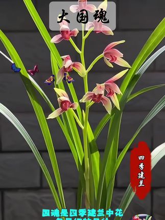 四季建兰大国魂,实在美无边了。保持热爱,奔赴山海,忠于自己,热爱生活#爱生活爱养花 #兰花种植 #兰花欣赏 #精品兰花 #养花人