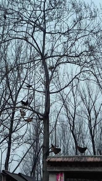 古人言鸡归巢,今见鸡上树,倒也别有一番趣味🌳🐔 #鸡上树