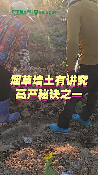 烟草精细培土,高产秘诀之一 #烟草种植 #培土 #高产栽培 #种植技术 #植物营养