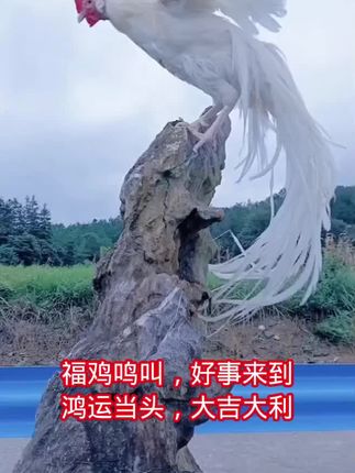 #福鸡一鸣醒四方 #好运连连财源滚滚