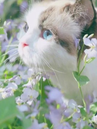 猫砂真的不需要买贵的 这个小米猫砂20斤才十几块 就可以用很久了#萌宠出道计划 #萌宠好物 #新手养宠 #猫砂 #猫砂测评