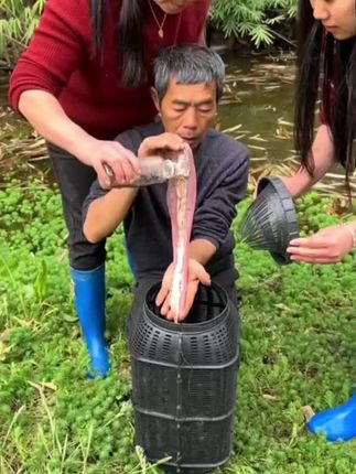 喜欢抓鱼的朋友可以试试这个新型鱼笼,它是大号的新款圆形鱼笼,采用倒须口设计,不用担心鱼儿会跑掉,非常结实耐用。它的进鱼口很大,容易让鱼儿进到里面去,,有了它之后,再也不用担心没鱼吃了。#真实户外 #野外捕鱼 #好东西一起分享 #只进不出