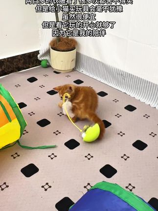 小猫真简单,能买它一直开心朋友总问我怎么老给小猫买玩具,我想这就是最好的答案吧.#萌宠#逗猫神器#治愈猫咪#猫咪玩具#不倒翁玩具