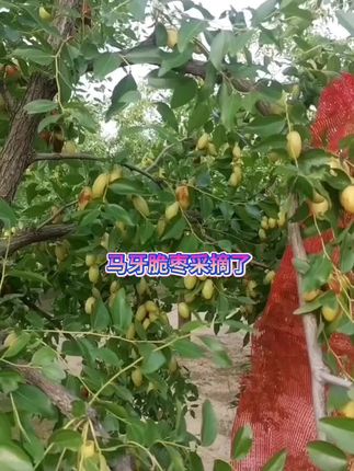 #果园实拍#新鲜应季水果自家果园 沧州脆枣现摘现发小车里下单