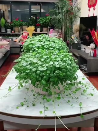 铜钱草 铜钱草水培植物室内办公室桌面盆栽花卉四季常青绿植净化空气懒人