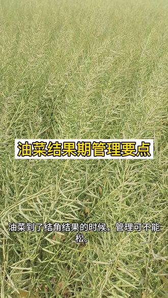 油菜结果期也要注意管理#农业种植技术