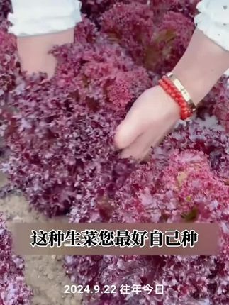 紫生菜种子