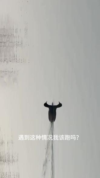 遇到这些我需要跑吗,选错就完了#危险瞬间 #危险#涨知识 #户外探险