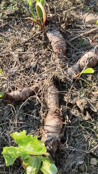 这个要是能吃的芋头多好呀,随便生长都这么大个#植物生长记录 #滴水观音 #野生植物 #野芋头 #植物知识