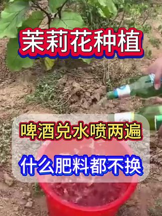 #茉莉花种植 #茉莉花管理 啤酒兑水喷两遍,什么肥料都不换。太不可思议了!