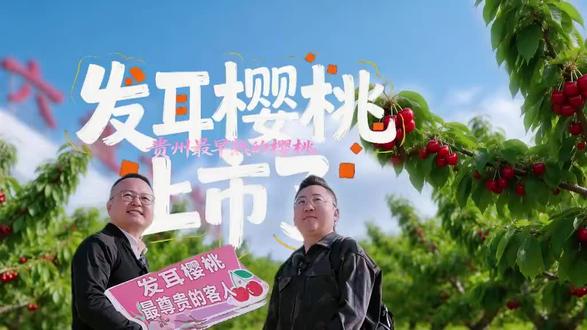 发耳“恩”桃,贵州最早熟的樱桃上市了!#发耳樱桃可以摘了#春假摘樱桃#贵州最早熟的樱桃