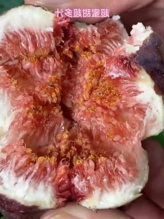 #新鲜无花果#新鲜时令应季水果#这无花果太好吃了#大家一起来尝尝#孕妇的水果 #好吃不贵经济实惠