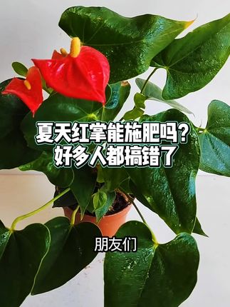 夏天红掌能施肥吗?好多人都搞错了 夏天红掌能施肥吗?好多人都搞错了