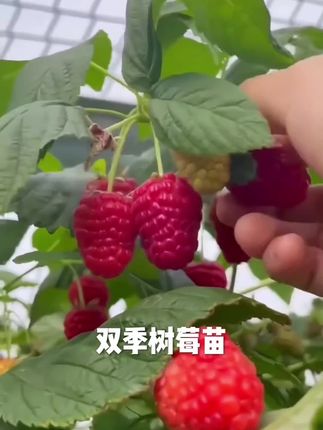 【好粒莓】四季红树莓高产纯甜树莓树苗,可盆栽可地栽锁莓山泡覆盆子 #果树苗 #树莓 #口感非常好 #丰收的季节硕果累累 #覆盆子