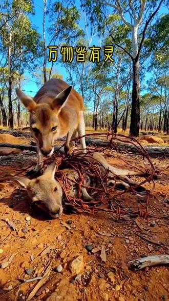 动物界这伟大母爱你了解多少?#神秘的大自然 #动物 #动物世界 #动物@dou+小助手 #治愈系