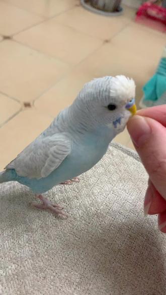 #鹦鹉日常 #鹦鹉说话 #虎皮鹦鹉
我家糯米学语初见成效