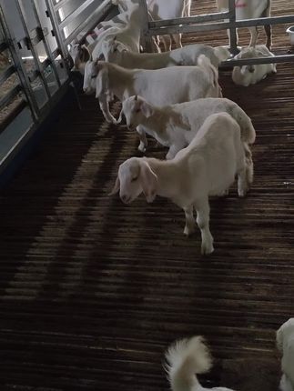 这种304不锈钢波纹管.价廉物美比实体店便宜,我家是养殖户养山羊的,由于 山羊淘气爱打架,经常需要换管子,用的比较多,以后就选你家产品,这样要省一笔开支! 服务到位#我在抖音买买买