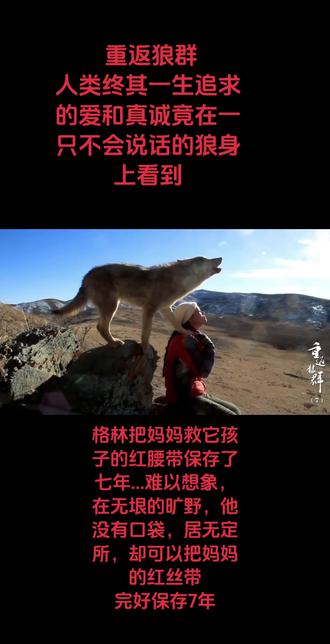 真实纪录片(重返狼群) 格林把妈妈救它孩子的红腰带保存了七年...难以想象,在无垠的旷野,他没有口袋,居无定所,却可以把妈妈的红丝带完好保存7年,格林会放羊,妈妈受伤接了匹马过来托妈妈,三年后孩子死在人类手里,不在相信人类,却依然给妈妈投送猎物,#重返狼群 #格林 #李微漪 #格林 #重返狼群十周年特别纪念版