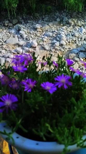 心宽才能百事欢#花开溪流 #人生感悟