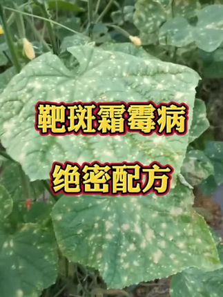 靶斑霜霉病绝密配方。