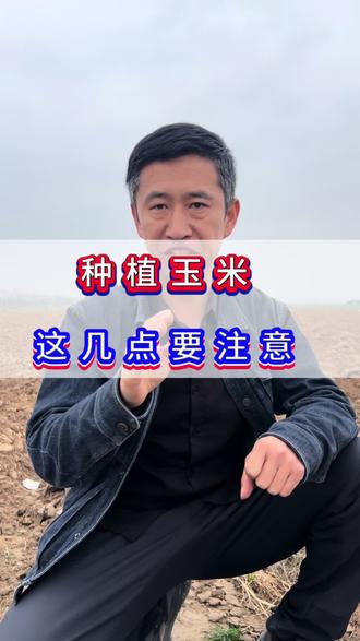 玉米种植管理技术 #玉米种植方法 玉米种植,这几点要注意。 #玉米种植 #玉米种植技术 #种玉米 #三农