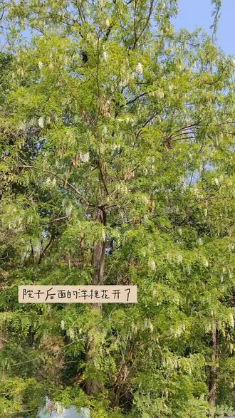 我不会是最晚吃到的吧 #槐花
