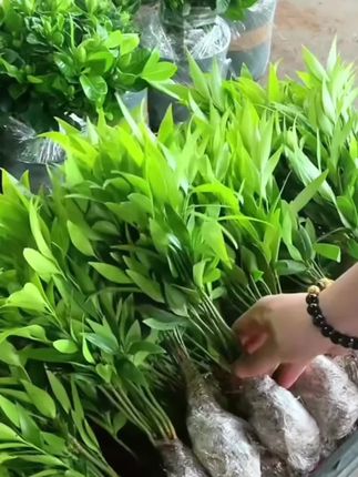 【新疆包邮】10棵 竹柏水培植物室内桌面盆栽绿植花卉四季常青#花卉绿植 #花卉种植#花卉绿植盆栽 #水培植物#室内盆栽