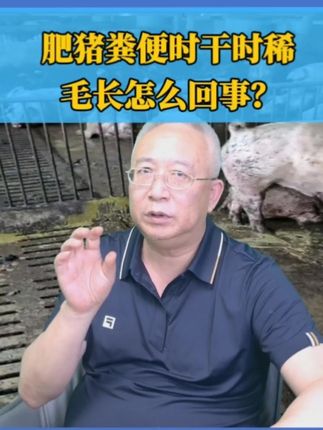 肥猪粪便时干时稀,毛长怎么回事? #治未病养猪体系 #三农 #科学养猪 #养猪 @猪仆老华