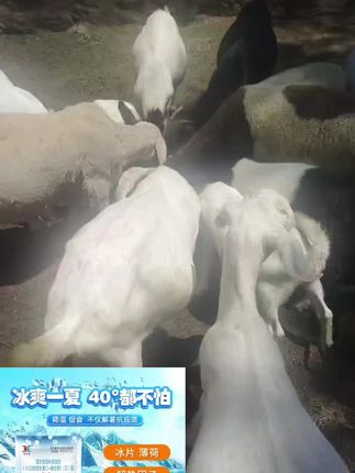 冰爽 Vc 一倒,羊喝的兴的很,解暑降温抗热应激
