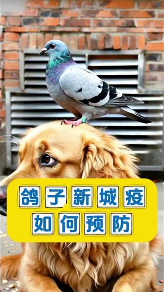 鸽子新城疫如何预防 #养鸽人 #鸽子养殖技术 #养鸽小技巧 #信鸽赛鸽 #又在骗我养鸽子