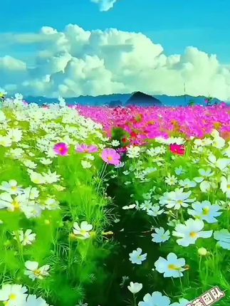 今生簪花来漂亮,何为浪漫与自由,就是生活哪怕没有色彩,也能自己开出一朵花……