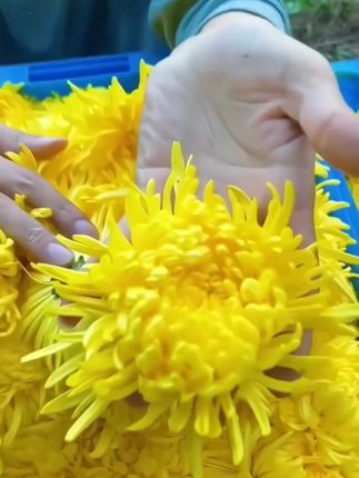 【买1送1】新融茗堂花高山金丝皇菊菊花茶一朵一杯20g罐装#菊花茶