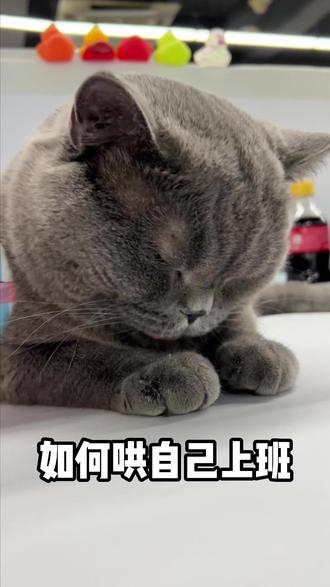 如何每天哄好自己上班 #职场喵星人 #打工人 #萌宠成精了