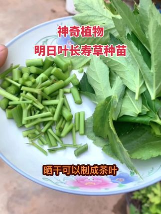 #盆栽 #植物百科 #健康蔬菜饼做法 #三农种植 #一日一植物 明日叶长寿草种苗新鲜茎叶干茎叶