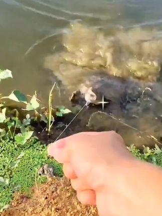 #户外钓甲#甲鱼钩钓甲鱼#甲鱼钩套装