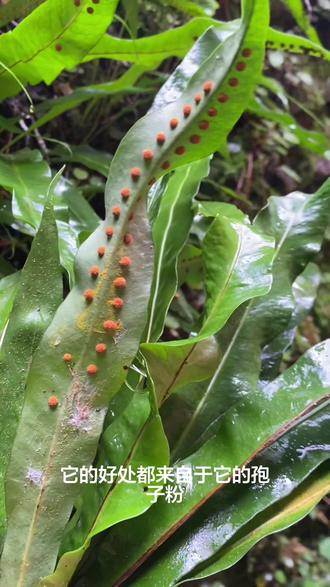 听说用这种植物泡茶,床板都得用钢板,你们认识吗#肾精草 #化石草 #石韦 #农村生活 #土方法