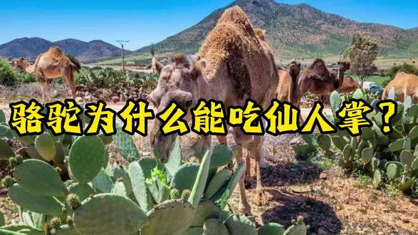 骆驼为何能直接吃仙人掌?🌵🐫#冷知识 #动物百科 #吃仙人掌