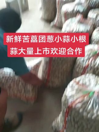 新鲜苦藠团葱小蒜薤白头大量上市,欢迎合作#薤白 #苦藠 #团葱 #小蒜 #山葱