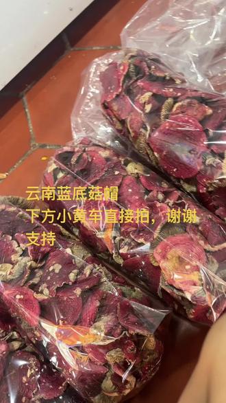 云南蓝底菇帽
下方小黄车直接拍,谢谢支持