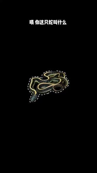 束带蛇品种介绍,它叫什么,暗黑破坏神?#宠物蛇#束带蛇#冷知识科普