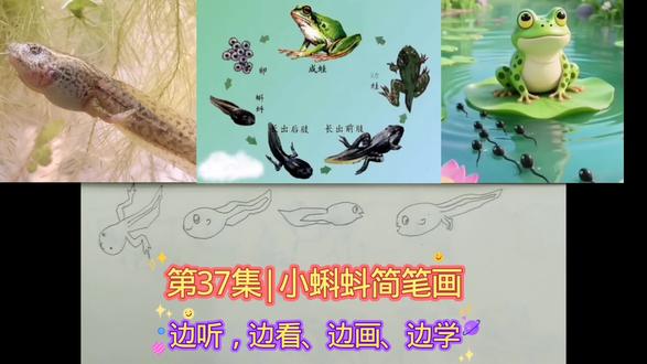 第37集|蝌蚪简笔画,学画可爱小蝌蚪 #简笔画 #简笔画教程 #真实生活分享计划#小蝌蚪#青蛙 #有趣的知识又增长了