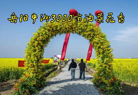 岳阳中洲3000亩油菜花香