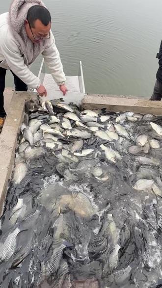 烽火农庄2月9日彭泽鲫己下塘八十八随来随钓🎣🎣🎣#钓鱼人就是这么疯狂 #钓鱼 #钓鱼人 #钓鱼的乐趣只有钓鱼人懂 #鱼获满满