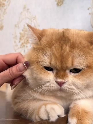 想要猫咪养的好,维生素补充少不了#新手养猫#萌宠好物#养猫好物