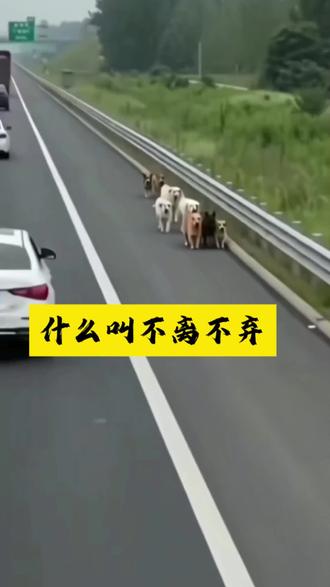 什么叫不离不弃#这是个真实的事情 #实话实说@DOU+小助手