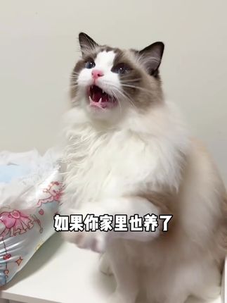 添加了益生菌和膳食纤维的化毛膏,不仅可以温和排毛,对猫咪毛发也很友好#科学养宠攻略 #萌宠好物 #化毛膏 #新手养猫 #养猫经验分享