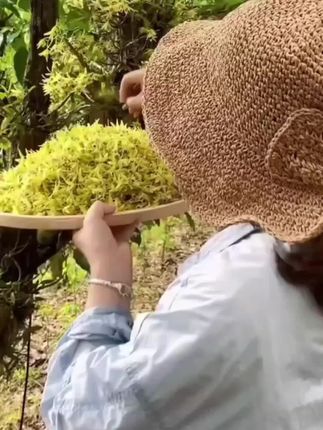 石斛花茶铁皮石斛新花干花泡水泡茶霍山铁皮养生茶正品官方旗舰店#铁皮石斛 #铁皮石斛花 #助力三农 #助力家乡农产品 #农产品推荐官