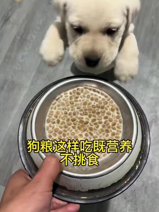 狗粮这样吃既营养不挑食#养狗经验分享 #新手养狗 #狗狗挑食 #幼犬 #萌宠日常记录