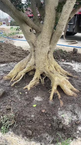 #热门话题🔥 巨无霸白皮小叶黄杨,矮霸盆景精品毛胚,家有黄杨,世代栋梁!#小叶黄杨 #盆景素材 #盆景